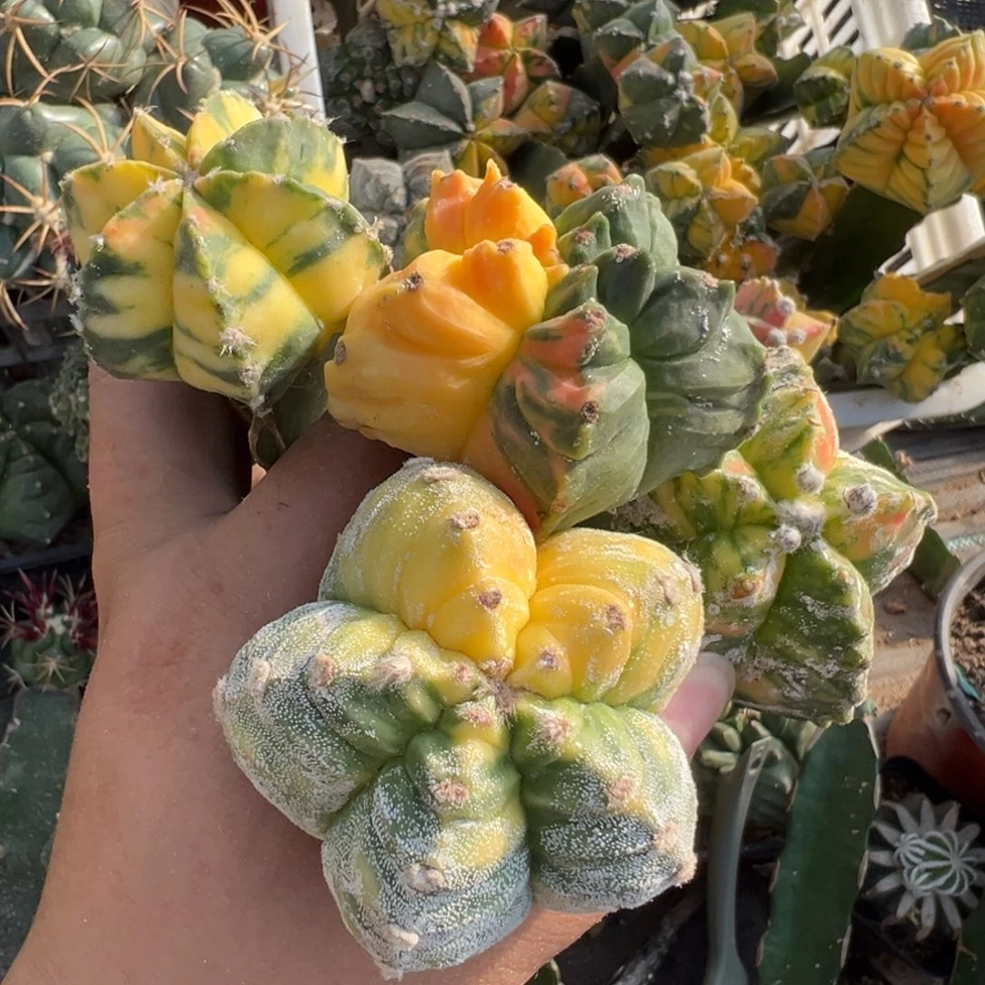 森***园四个鸾锦仙人球组合落地寄养