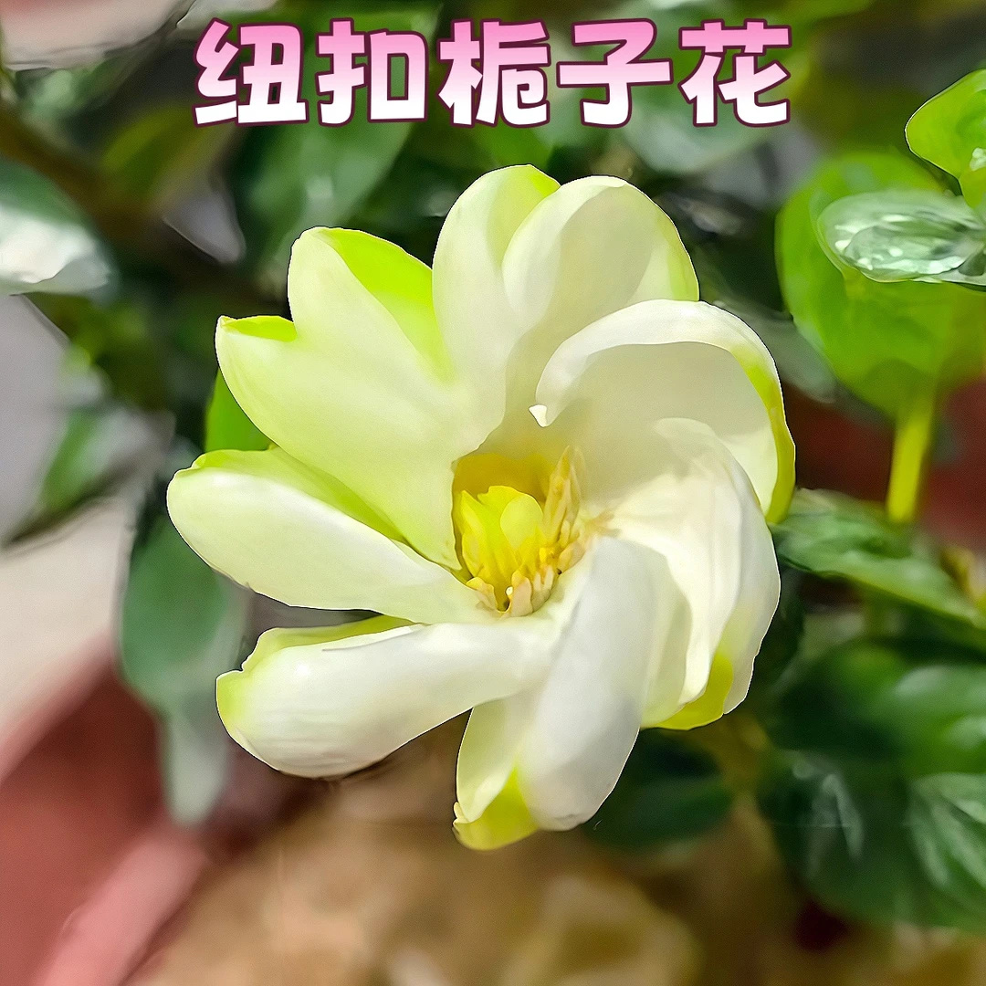 【纽扣】贵货栀子花盆栽浓香多季花好养净化空气花卉绿植