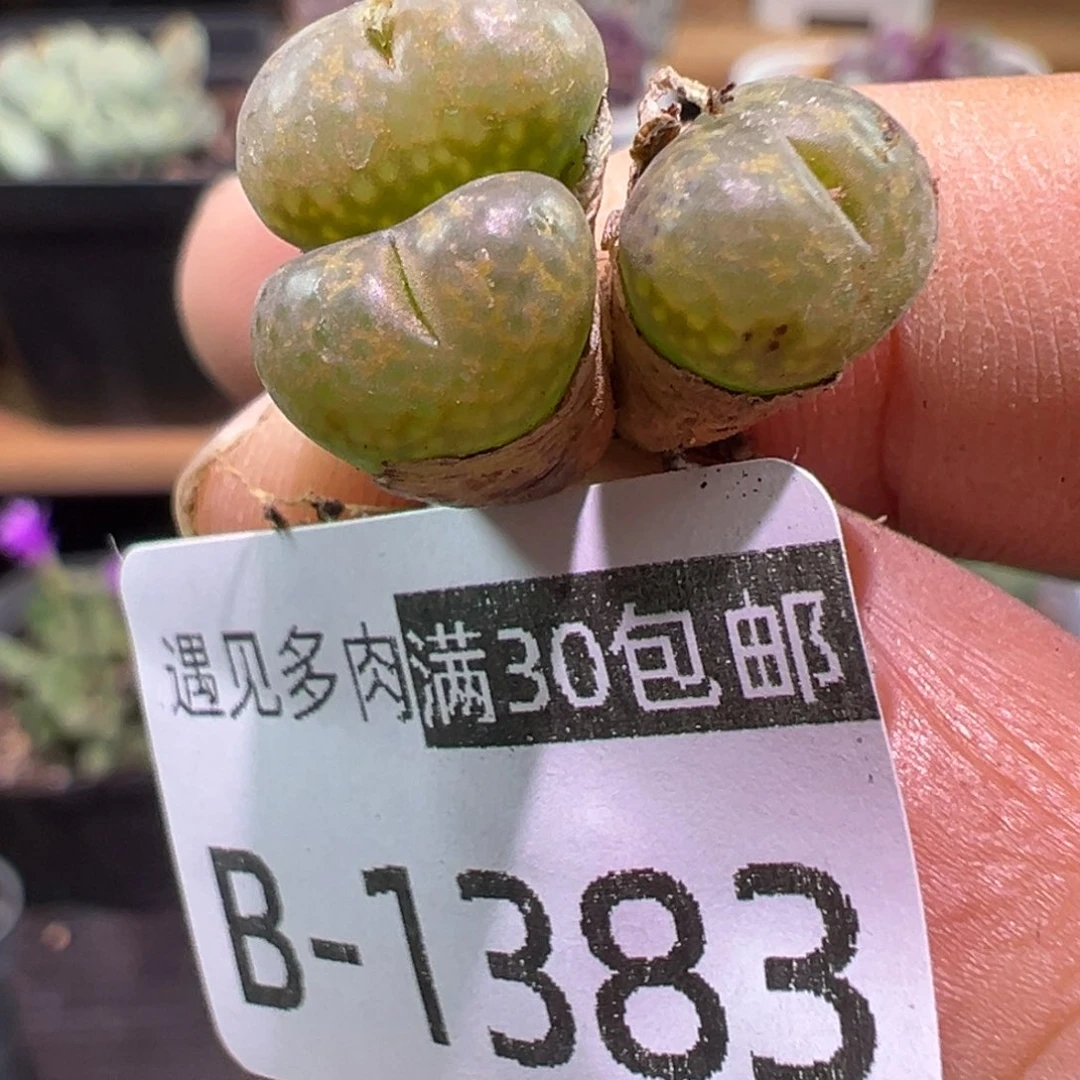 多肉植物1111111111111