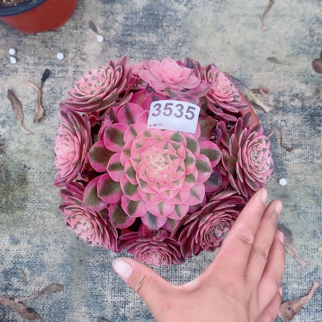 荔枝3535多肉111，