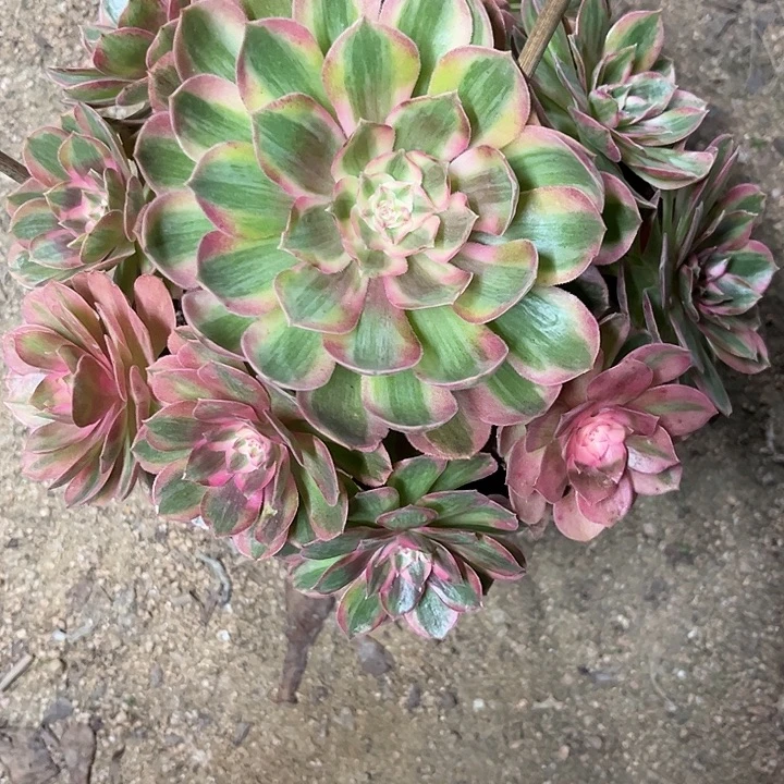 诗***方多肉植物火龙果锦…………