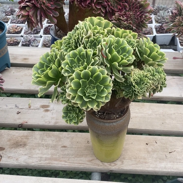 绿豆沙朵朵缀不带花盆