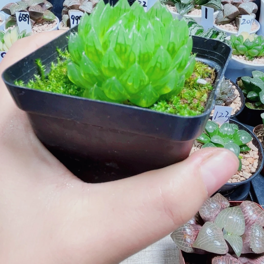 蝉翼玉露多肉植物6666