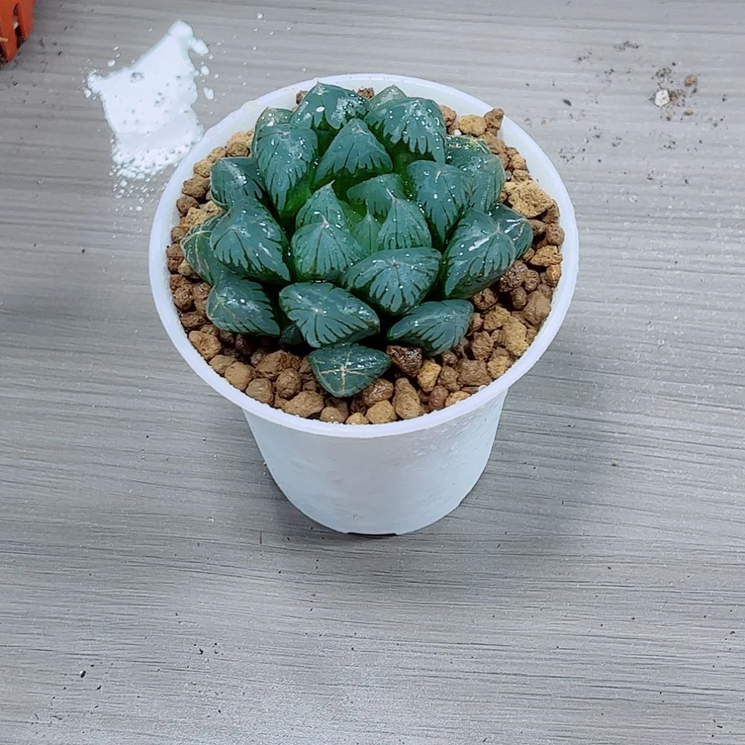 水晶玉露一勿一拍