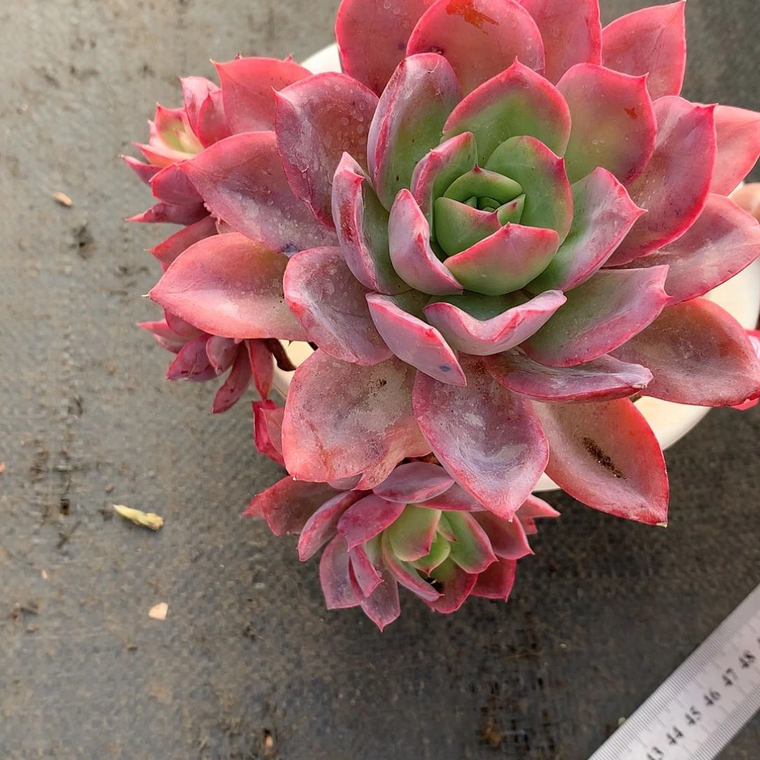 默*绮罗老桩多肉19223