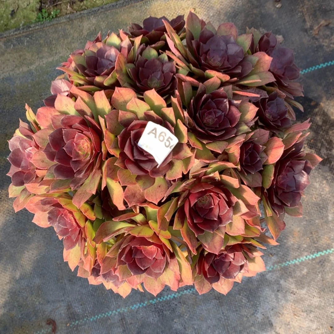 【闪购商品】654桃花石