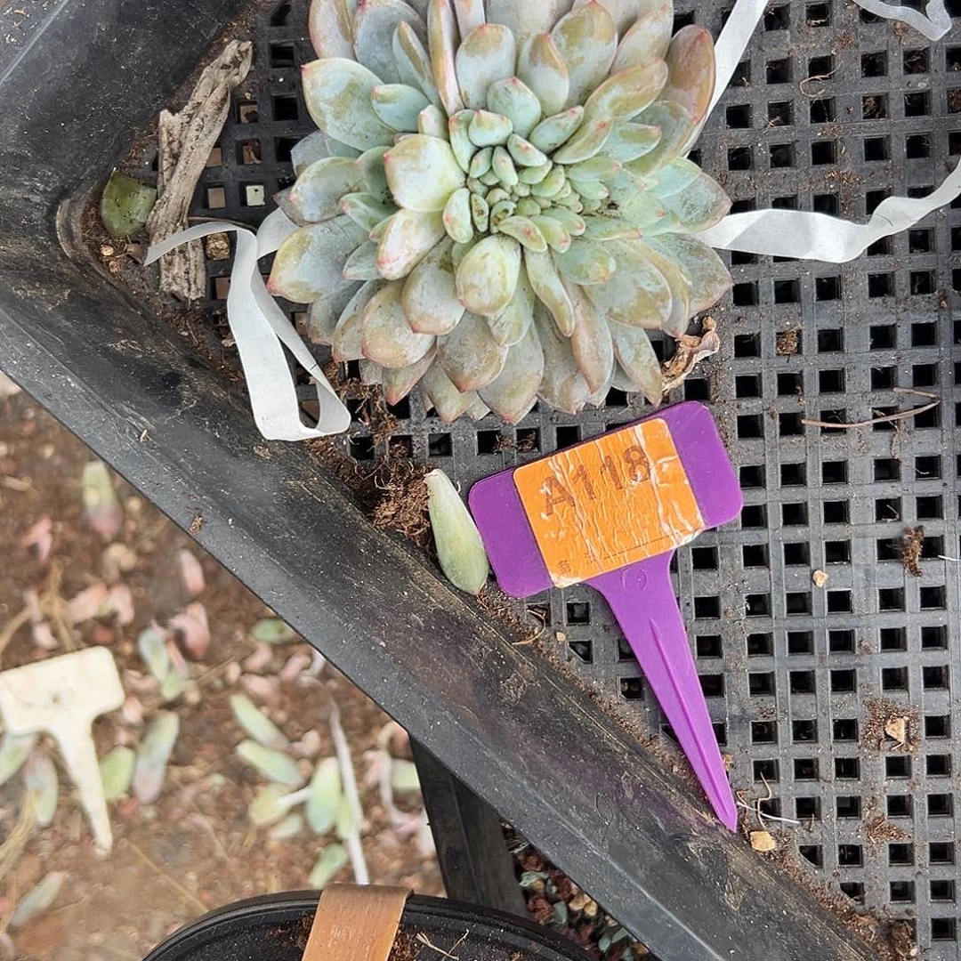 啾***米多肉植物一物一拍