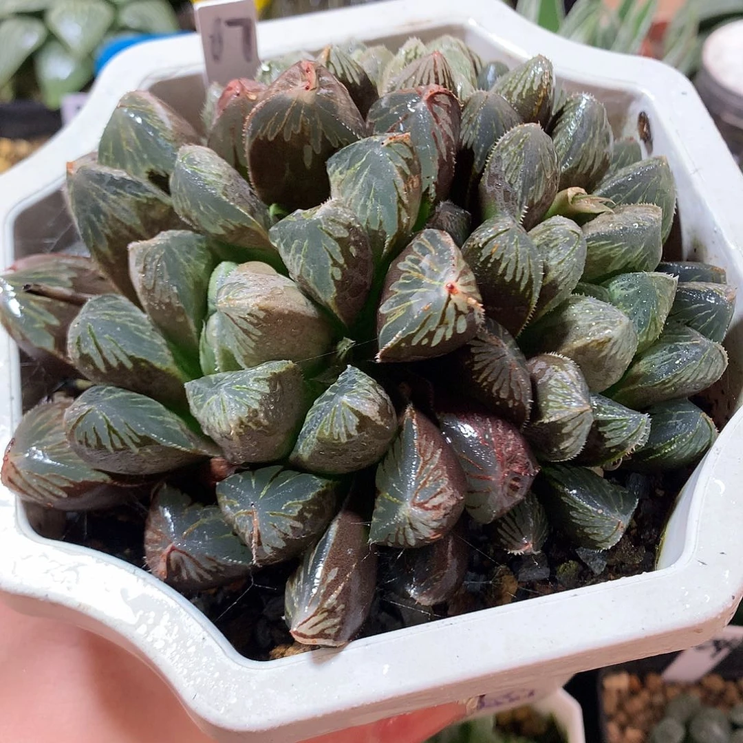 17号玉露寿带盆土发