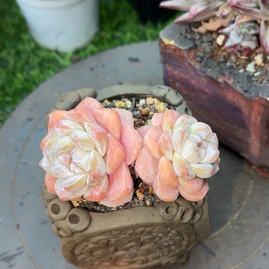 多肉植物的植物植物