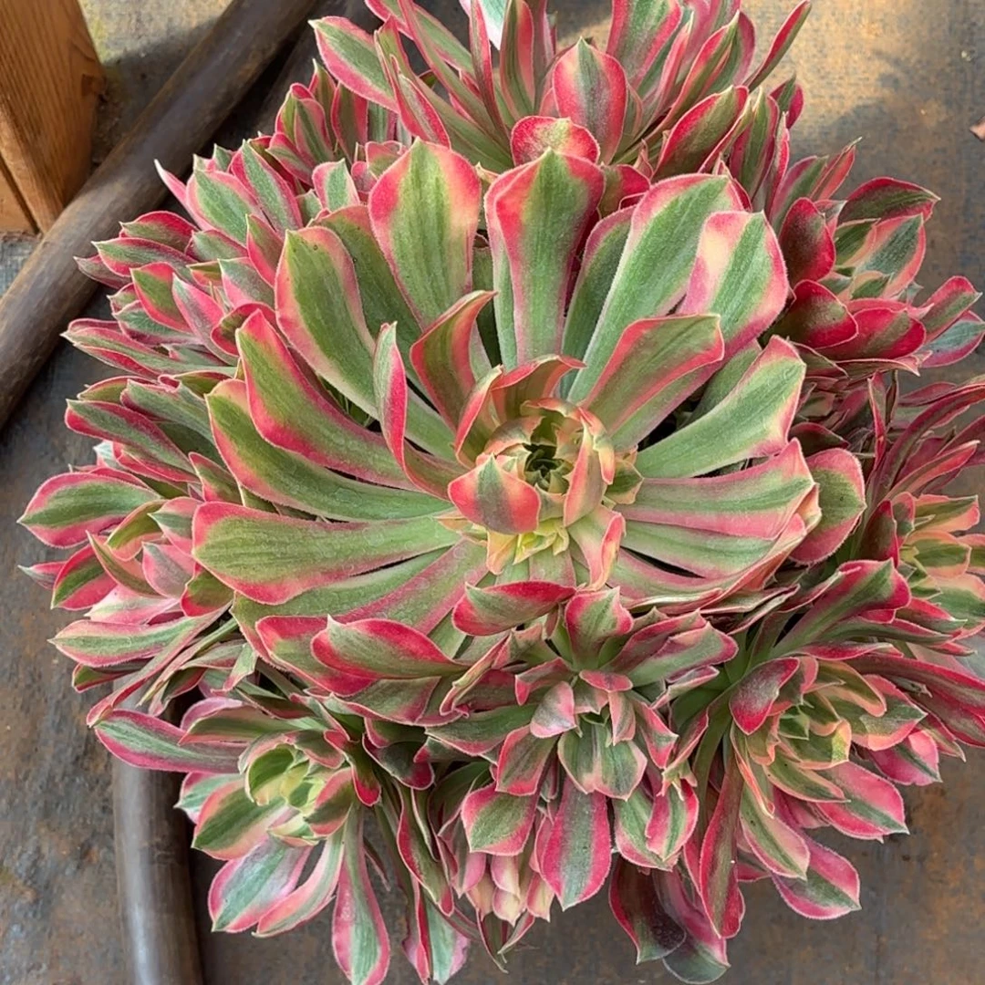 云南多肉植物女神