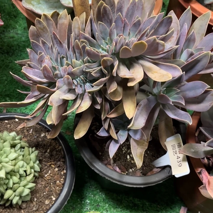 439太妃糖缀多肉植物