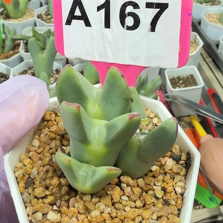 想***的167mmmmmmmmmmmmmmmn