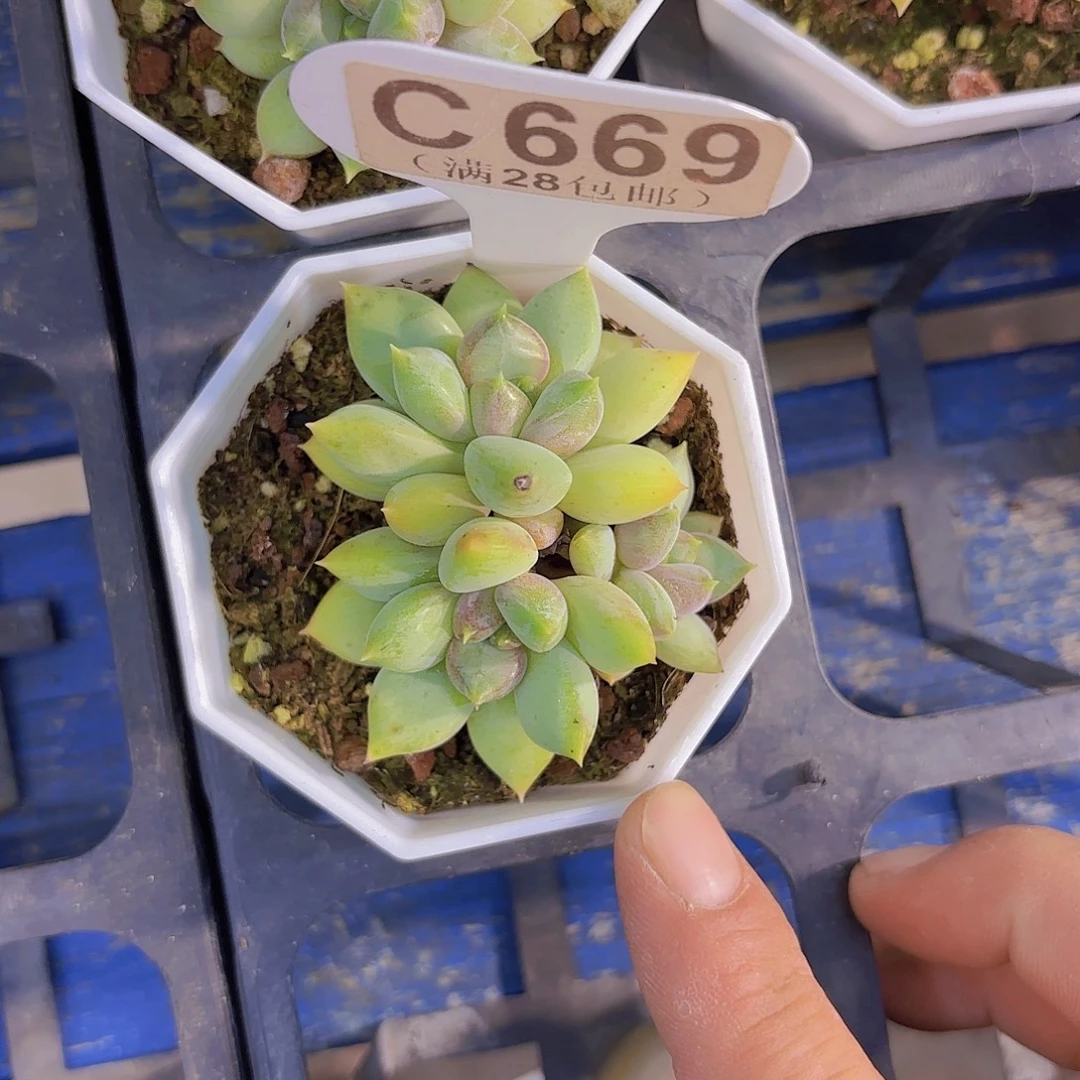 C669红象牙一物一拍