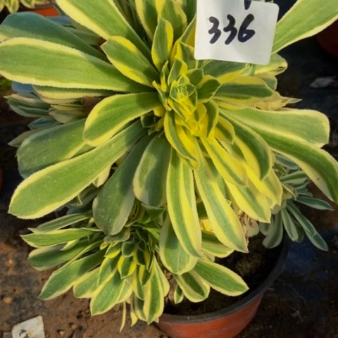 芳华多肉植物一物一拍336多肉