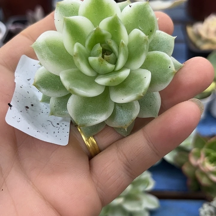 155黑水晶锦绿水晶锦