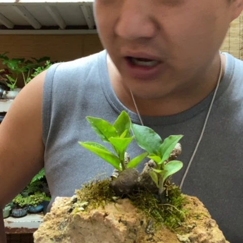 红陶李*益一物一拍所见即所得174