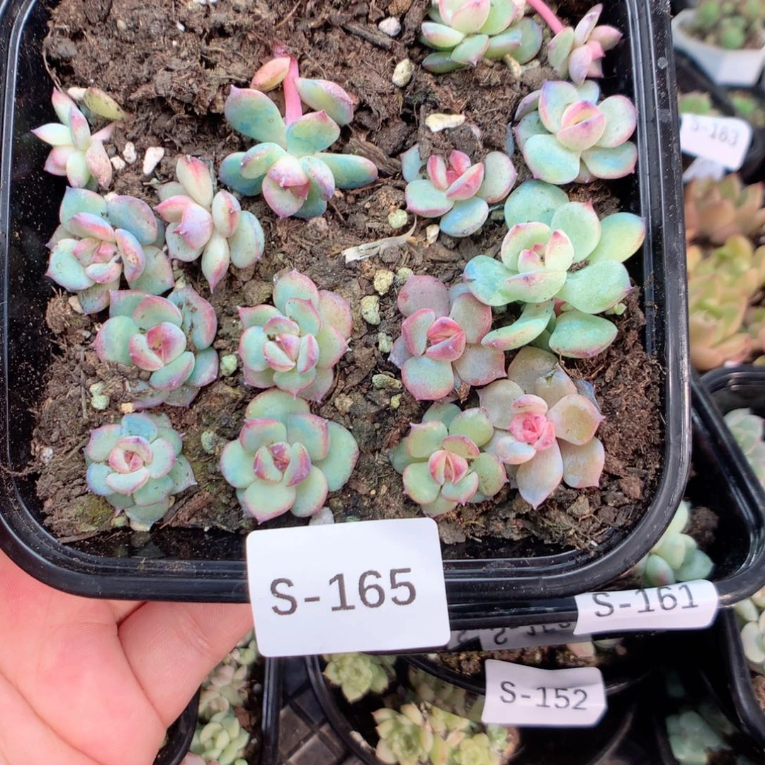 无花朵S165英语英语