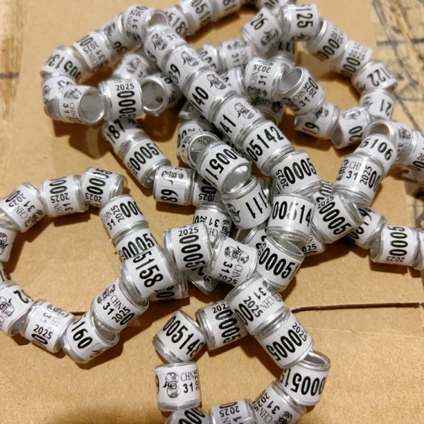 2025年鸽子环处理了