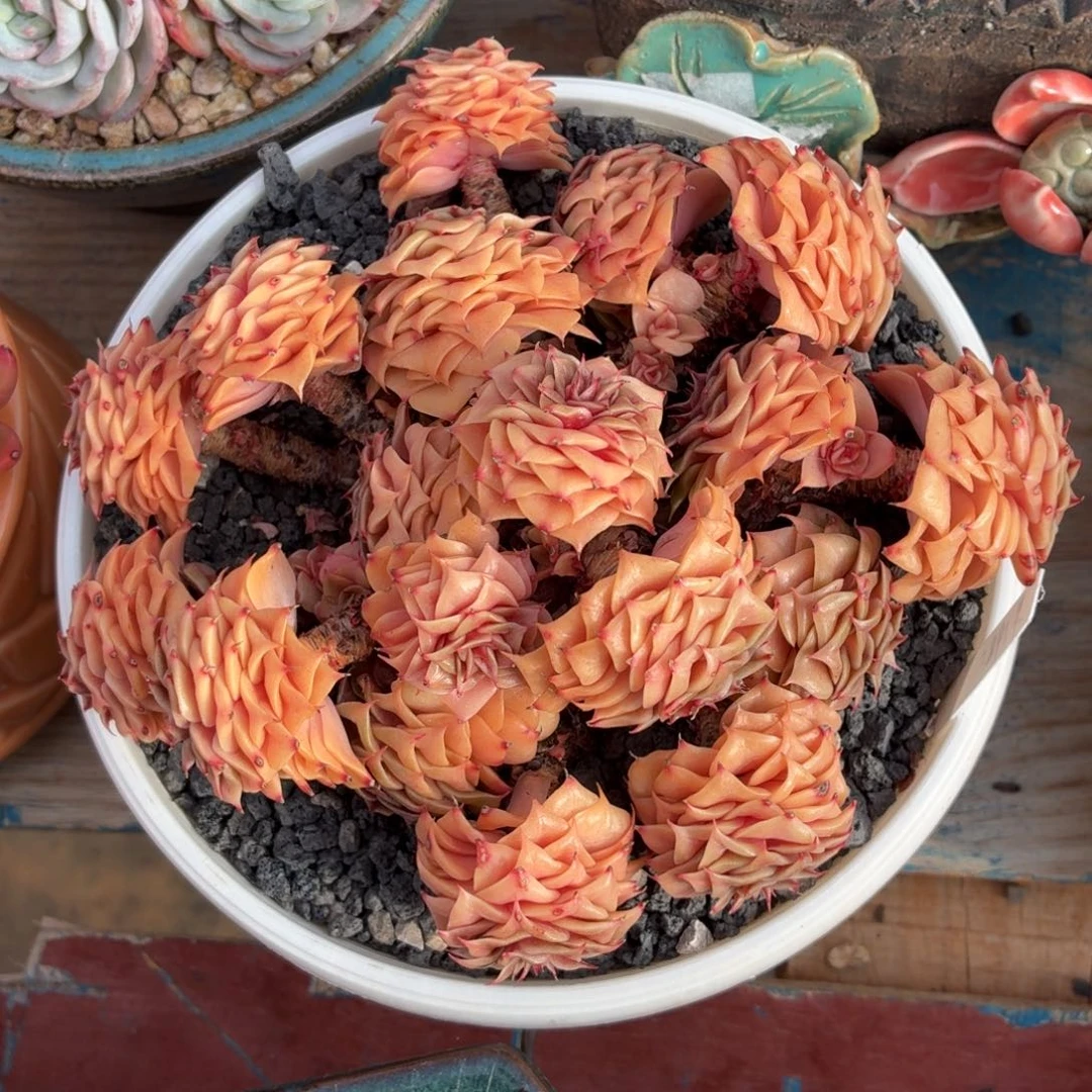 多肉植物 金色魔烟-4