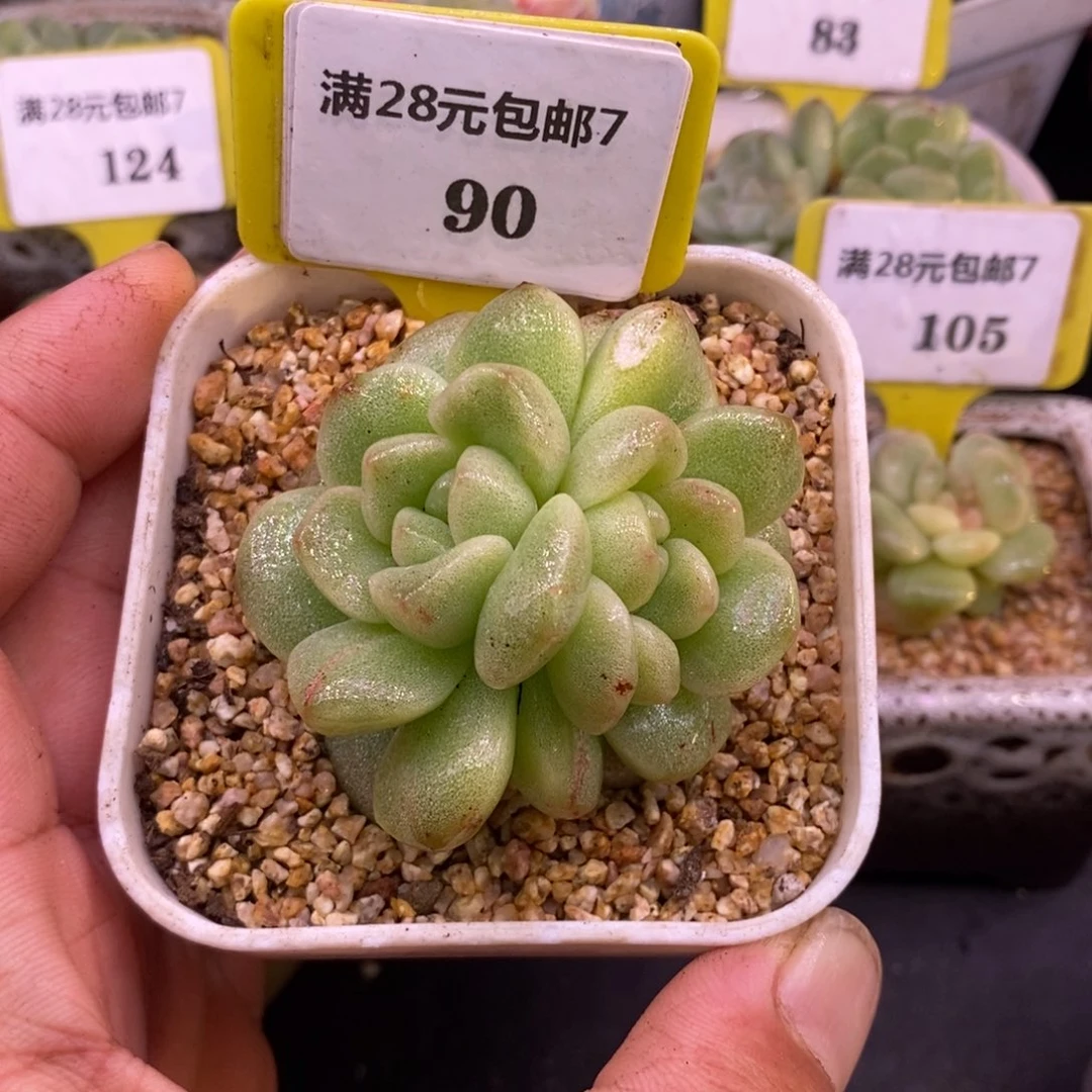 790冰玉石化双头分心