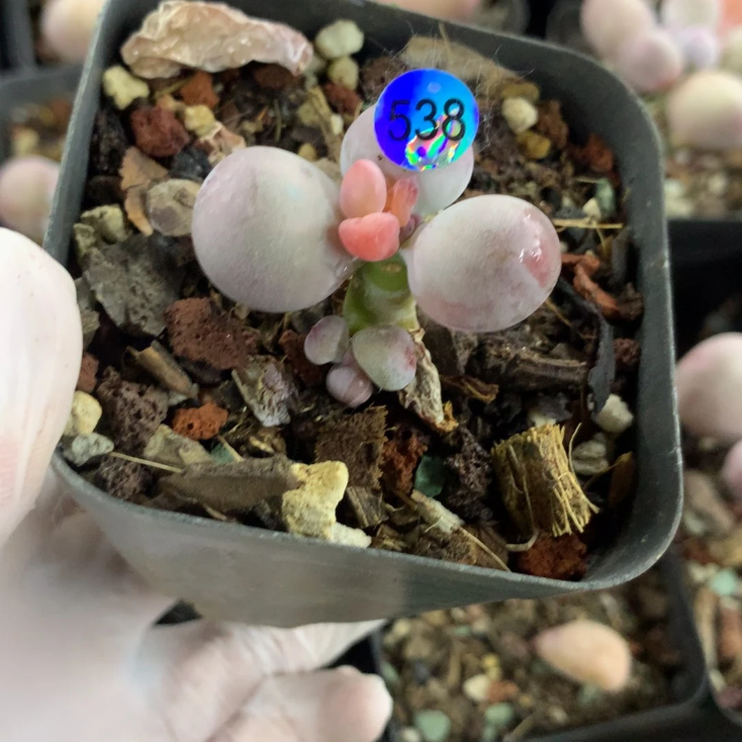 538双头米可奶酪多肉