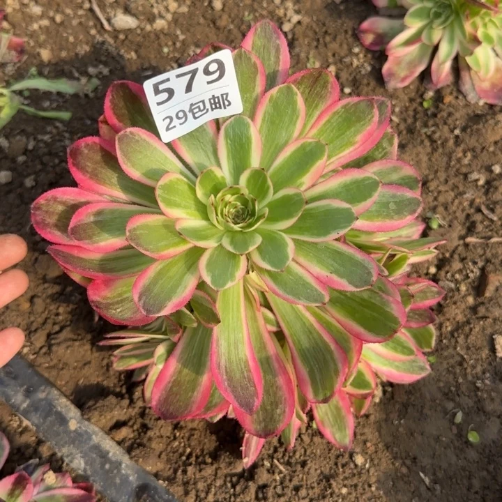 云荷……多肉植物……