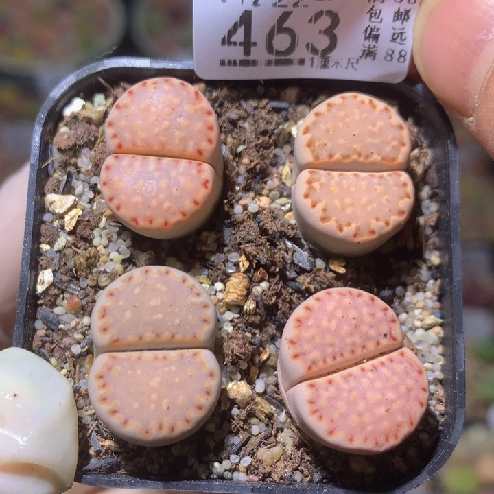 精品生石花222.463