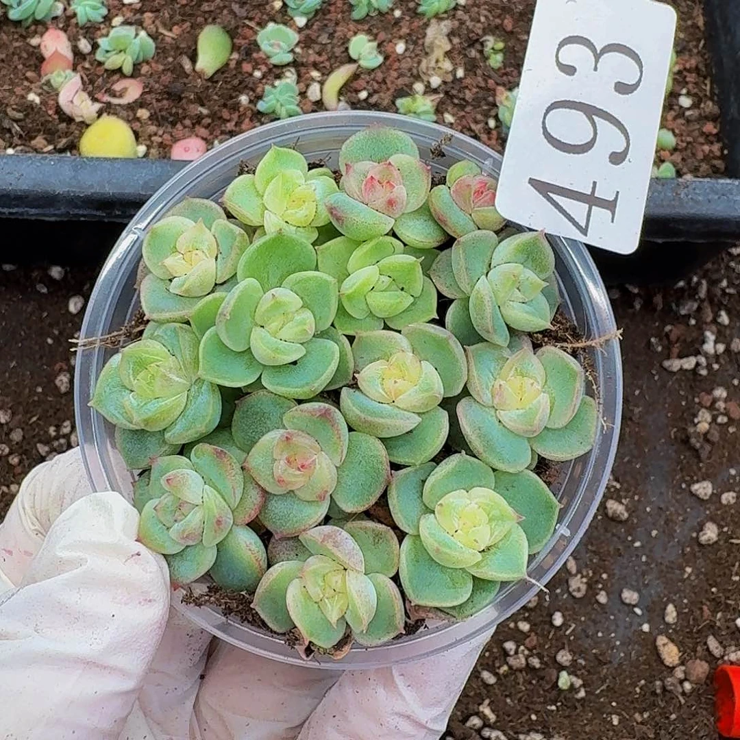 多肉植物多肉植物493