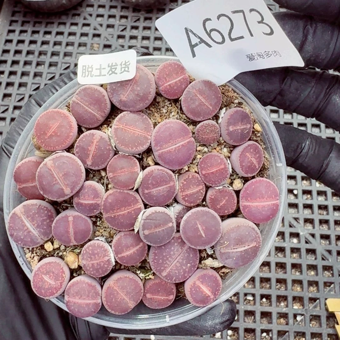 6273—生石花 生石花