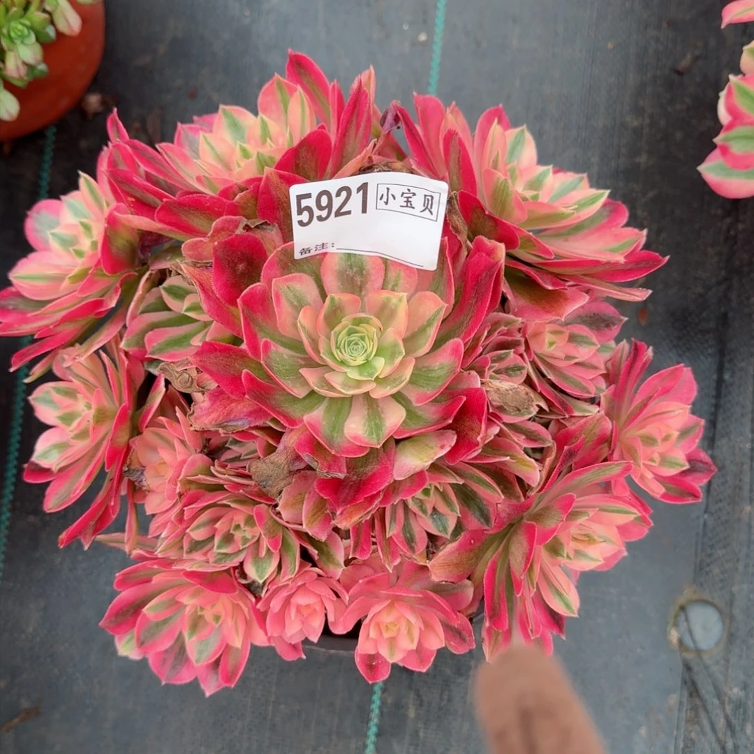 女*花粉女巫多肉5921多肉