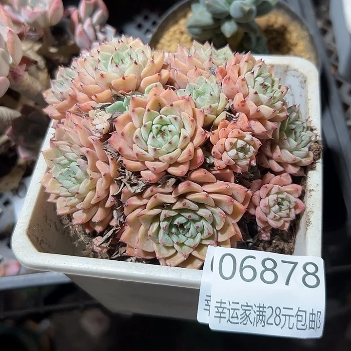 幸运的是你能给幸运