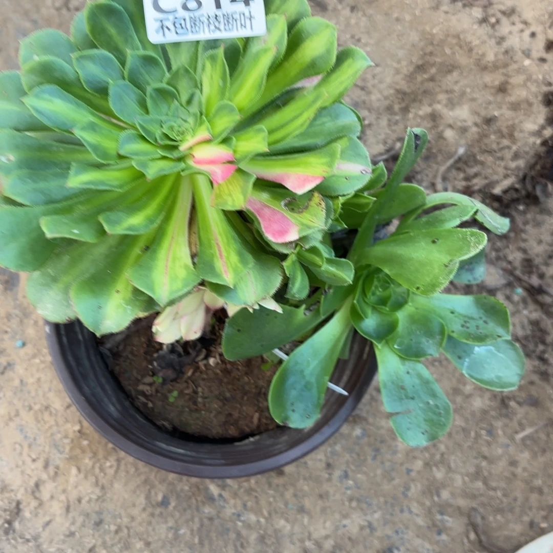 N 814荔枝无根多肉1223