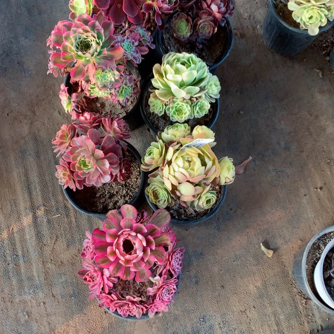 组合法师7颗小的028