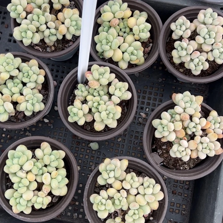 洛可可鱼子酱混合叶片微瑕疵一颗量拍多肉满20包邮下午发