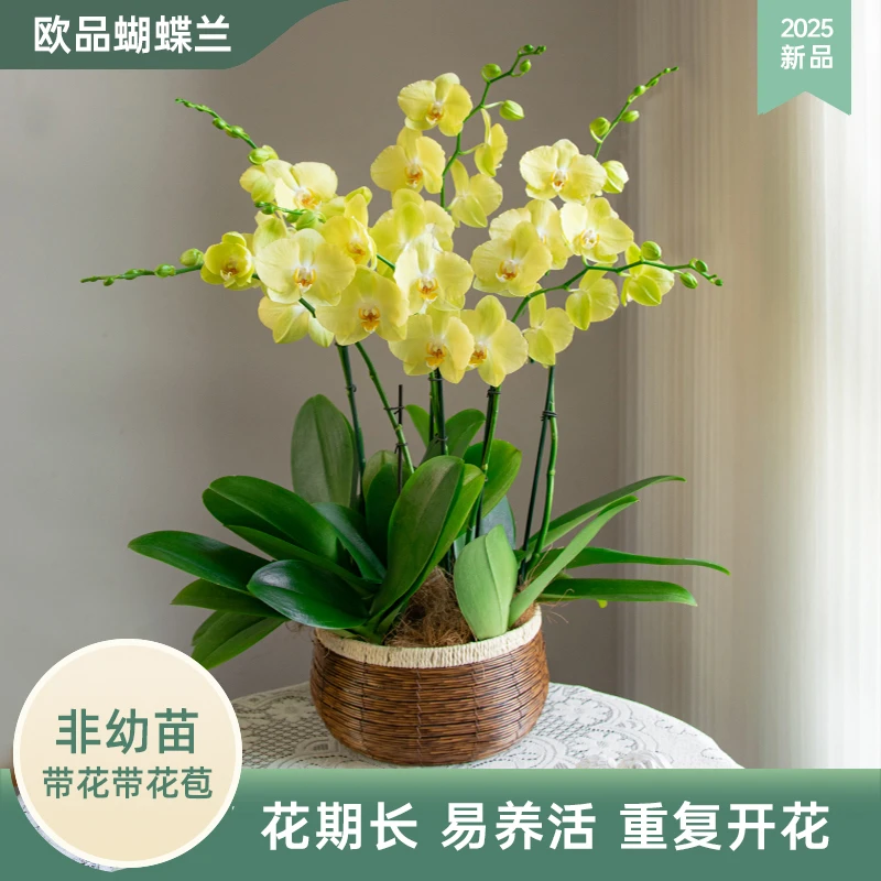 甄选蝴蝶兰【费拉拉】室内客厅办公室 花卉绿植带花带花苞 乔迁礼物