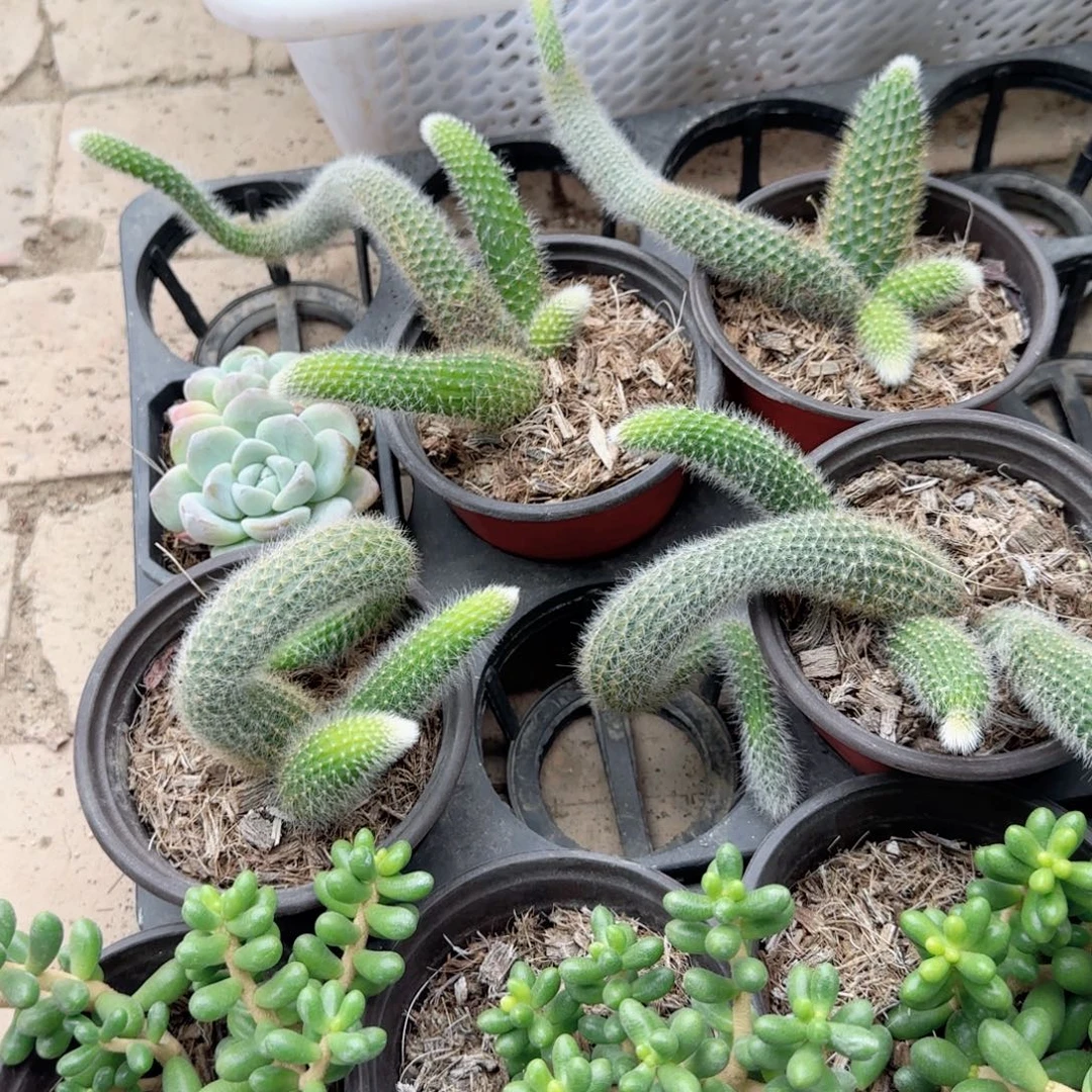 无花朵120九尾狐特价