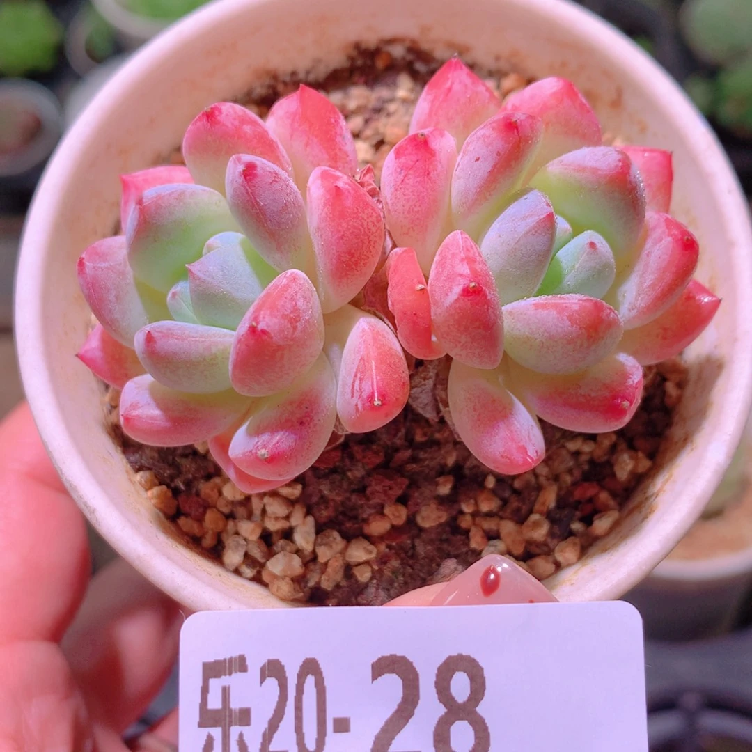 乐然20-28 刚毅双头