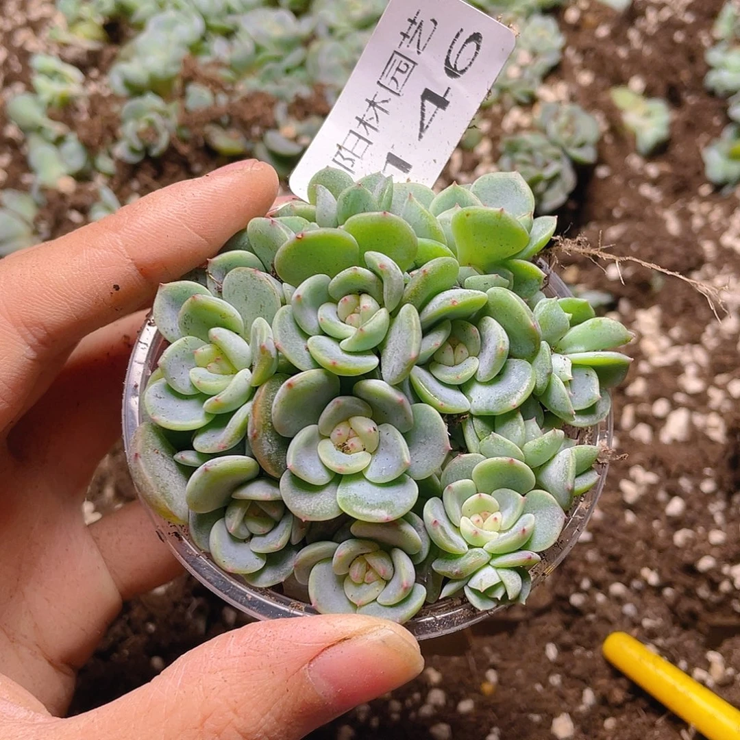 多肉植物多肉植物146