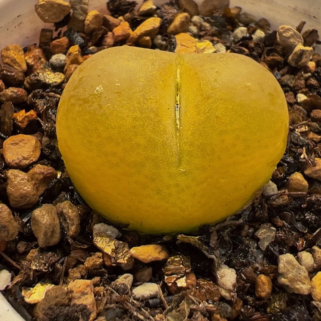 614多肉植物种类和