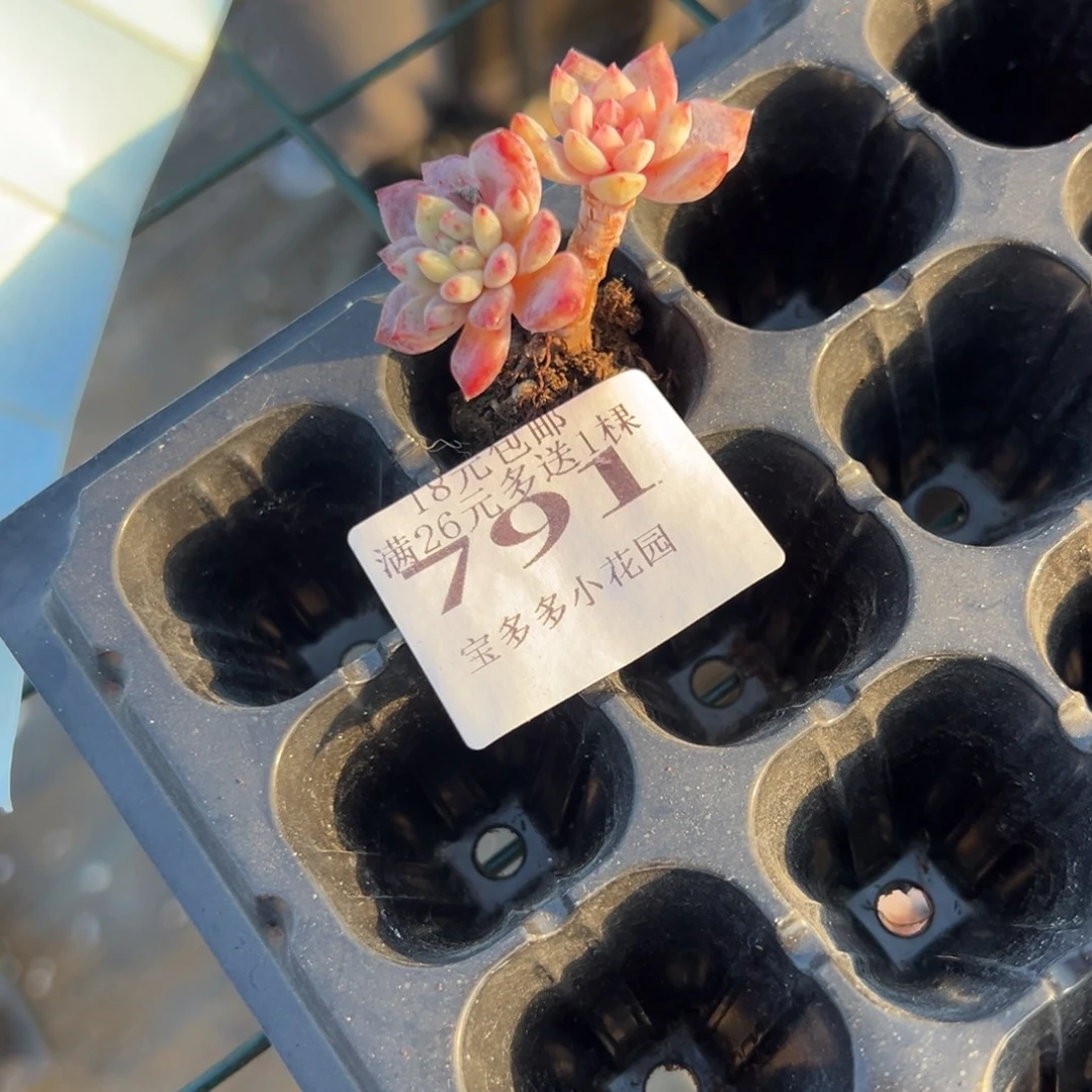 f***卷791号橙梦露一物一拍满18包邮