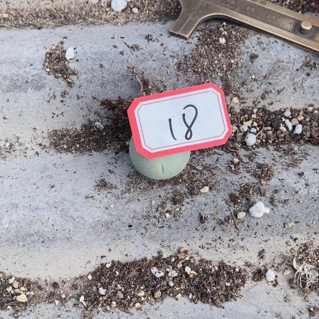 M***头6666666666966666888