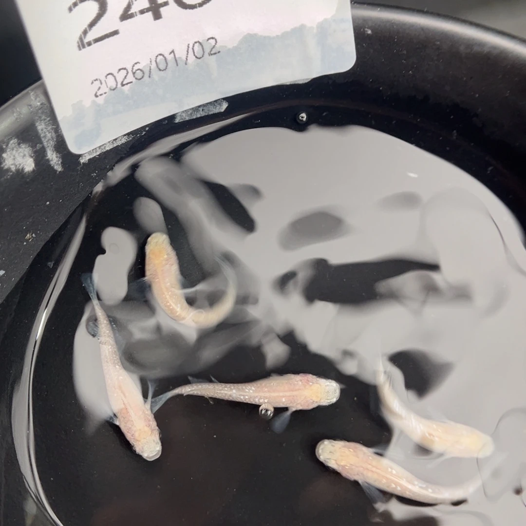 青鳉鱼246白雪公主五尾