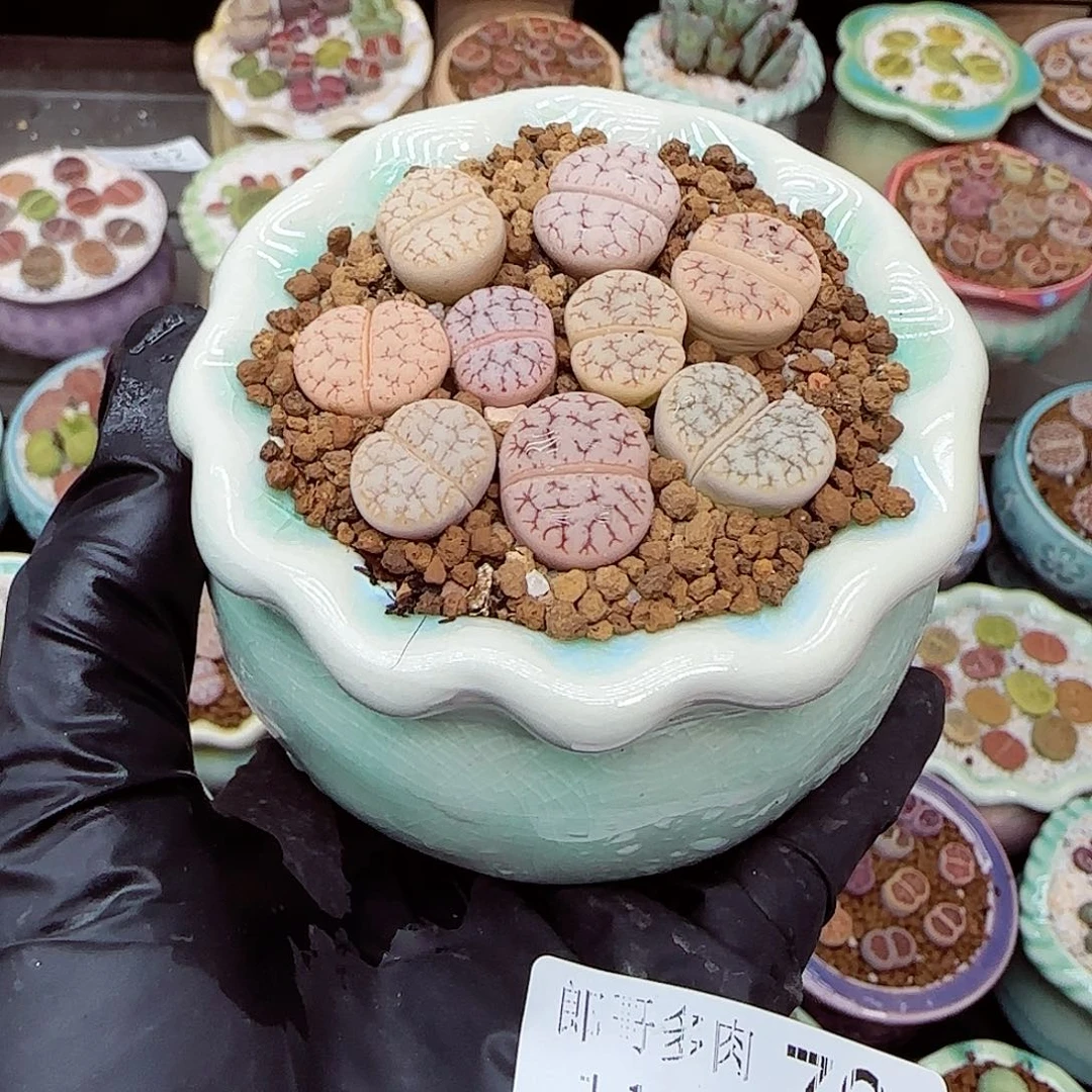 生石花满18包邮1104-70