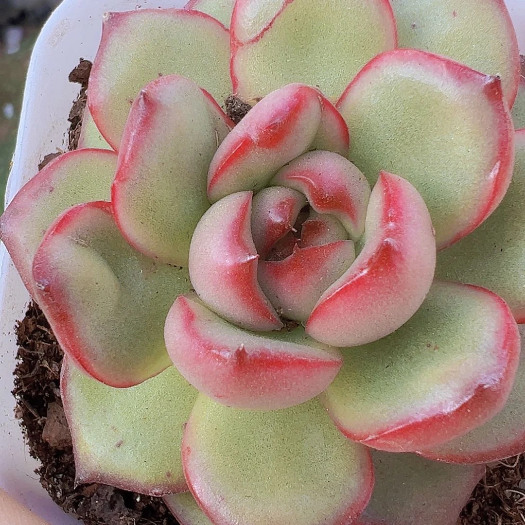 万宝龙19包邮多肉植物