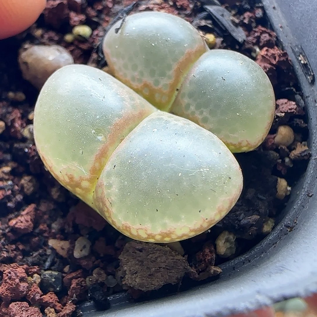 辣*脱土发货哦24203