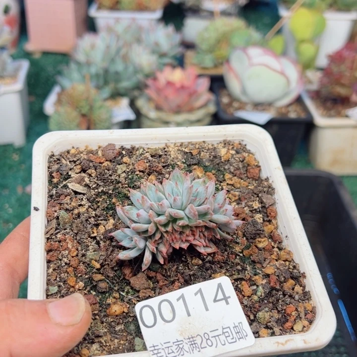 …**^幸运的是我的朋友们