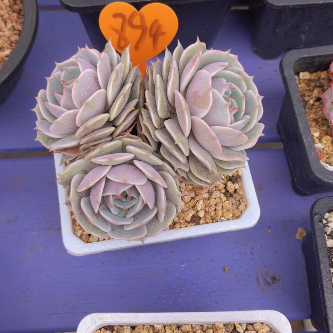 紫*?894号多肉植物一物一拍