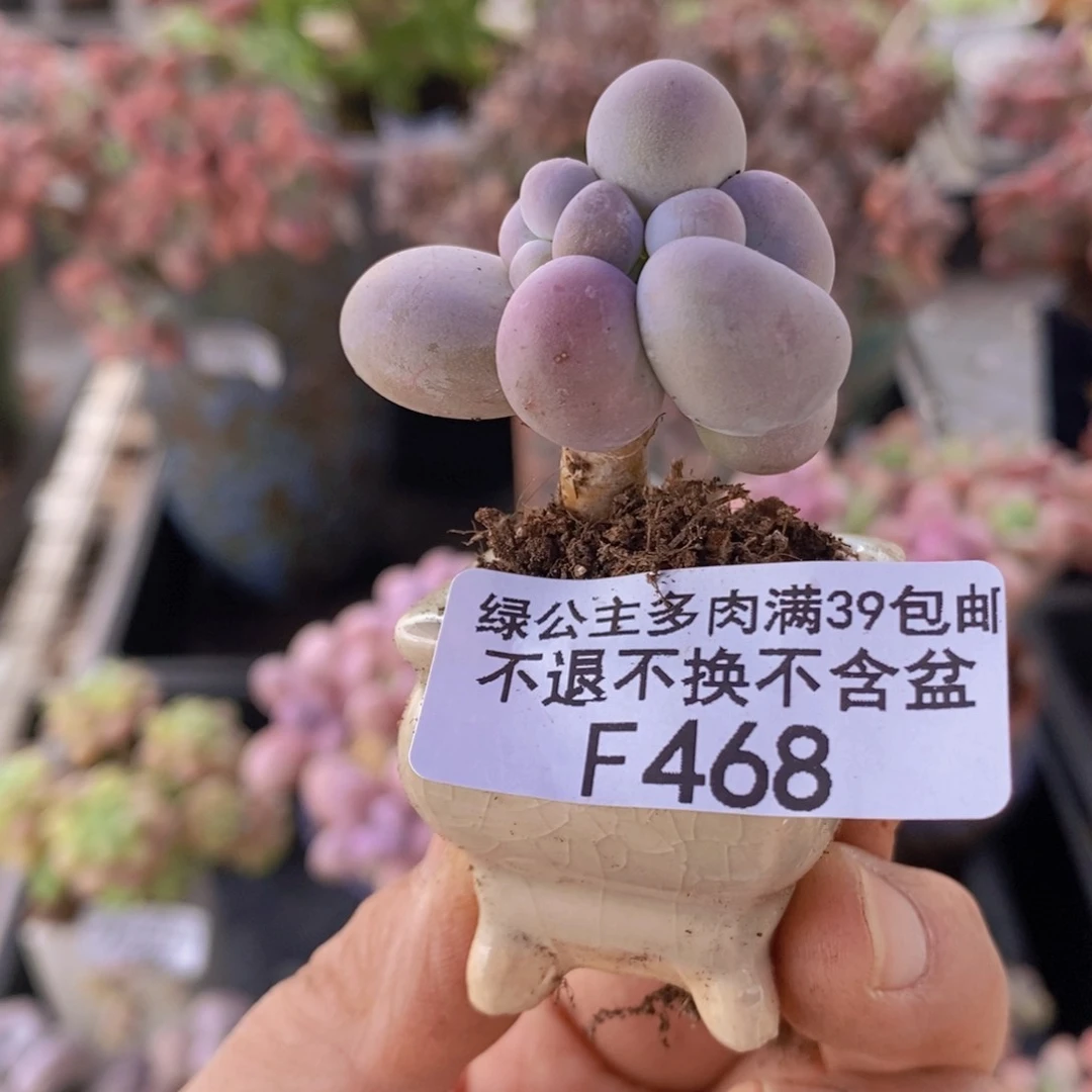 芭比奶洛带盆468多肉植物