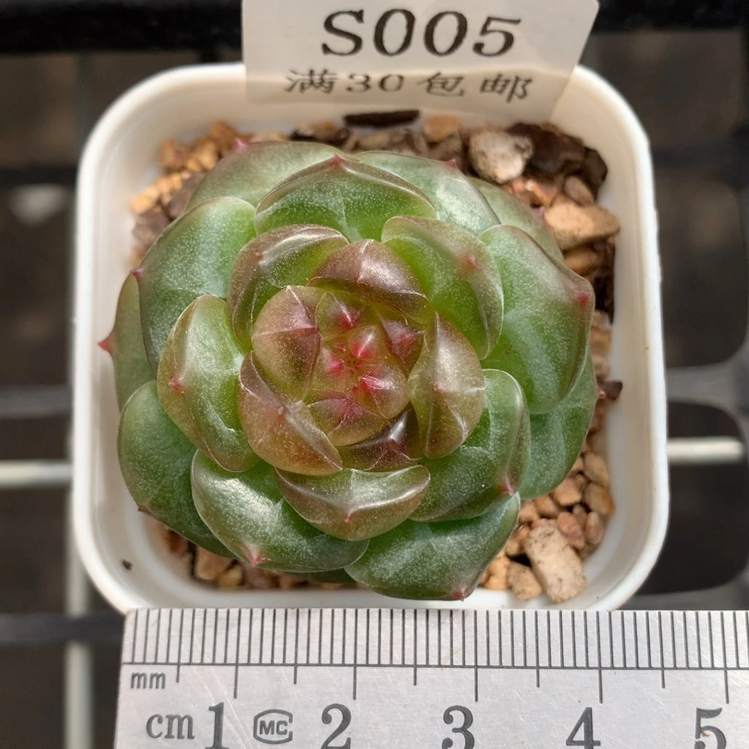 5。大富翁。珍妮糖心。
