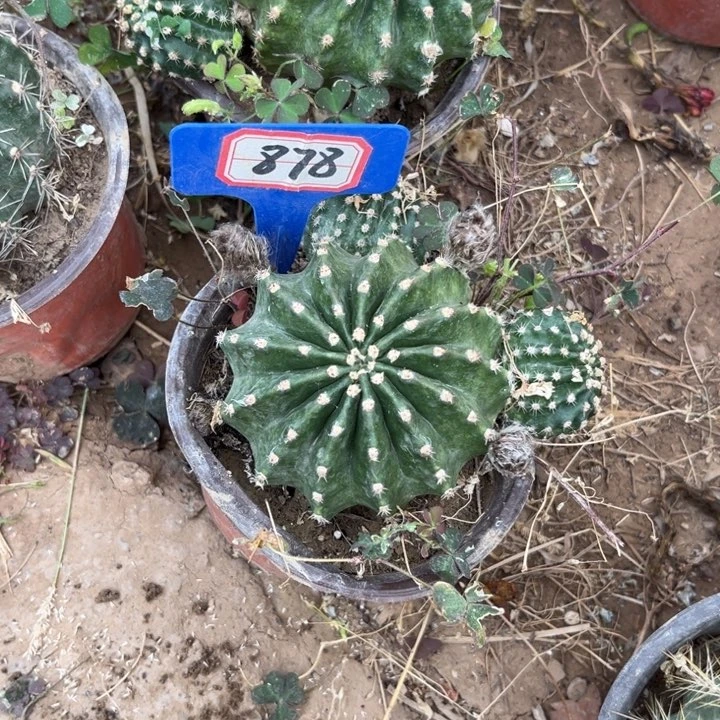 张***子878，彩草江南13。。